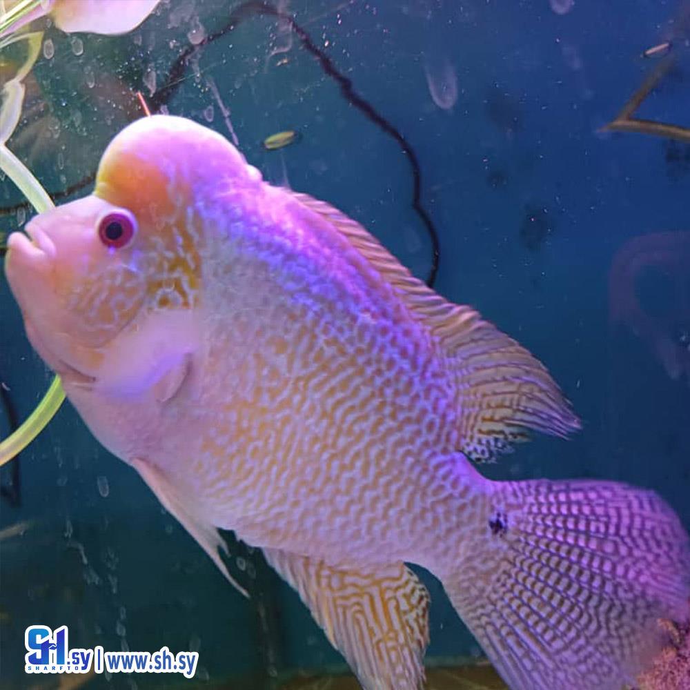 سمكة  golden base (لؤلؤة)