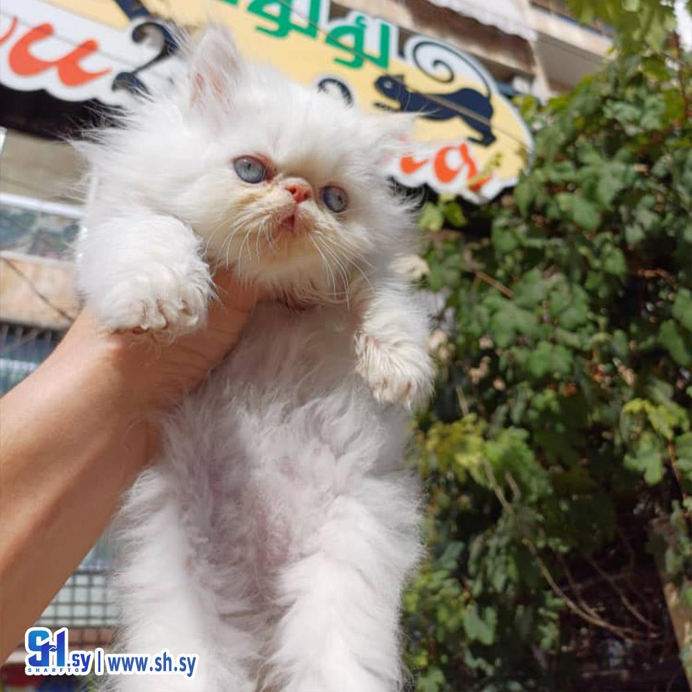 قطة الهملايا (لؤلؤة)