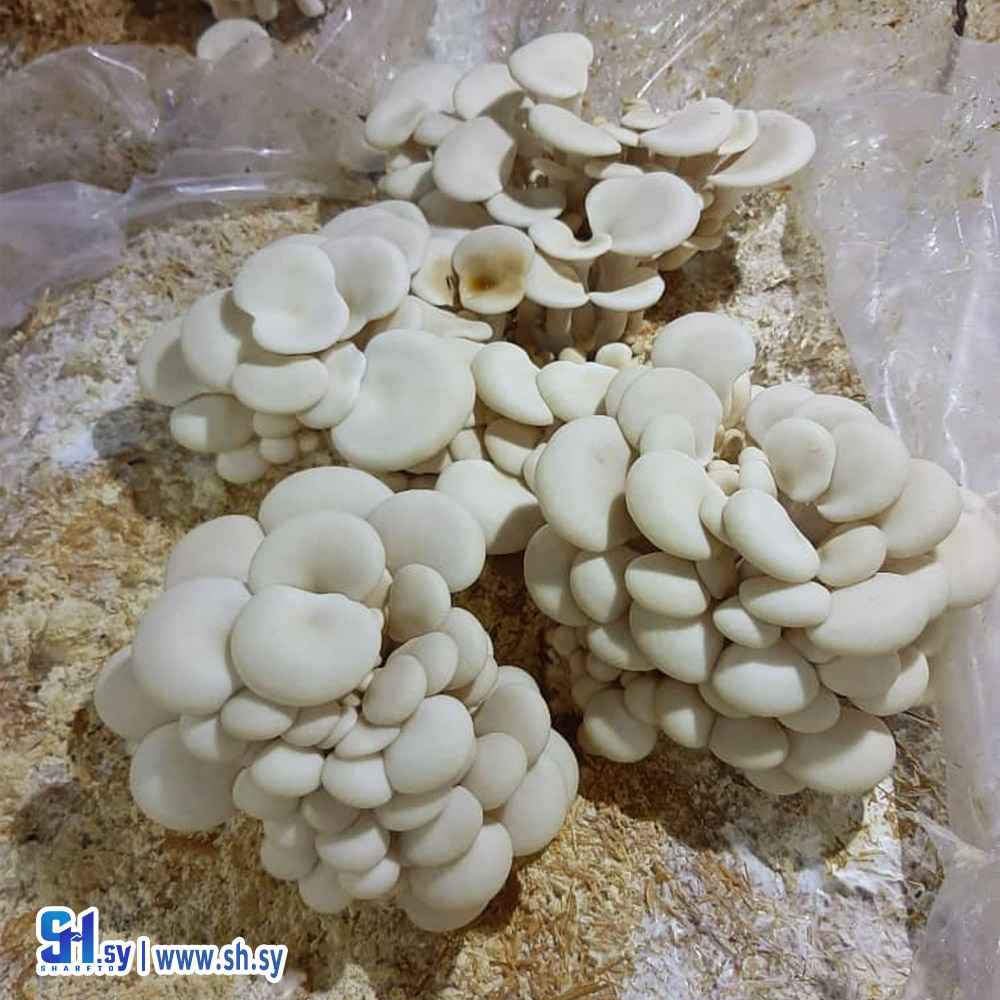 فطر محاري فريش (كنانو)
