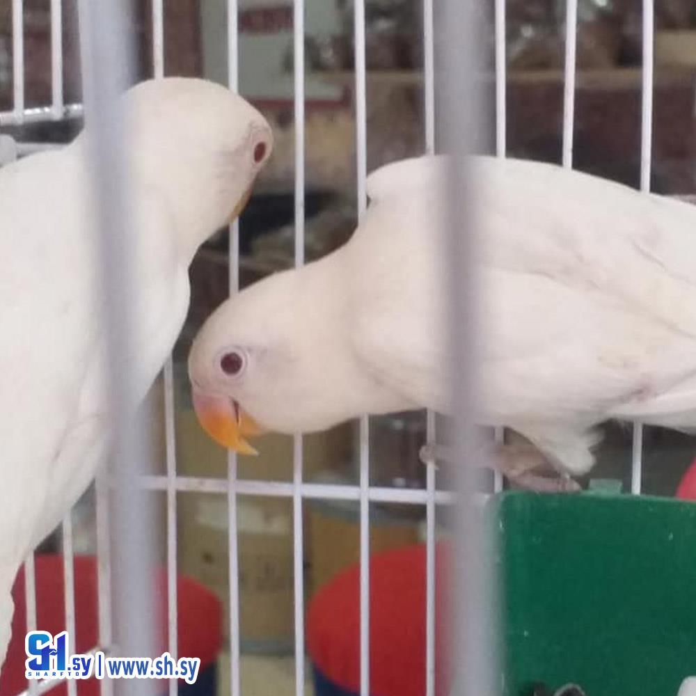 ببغاء البينو (بيرد مارت)