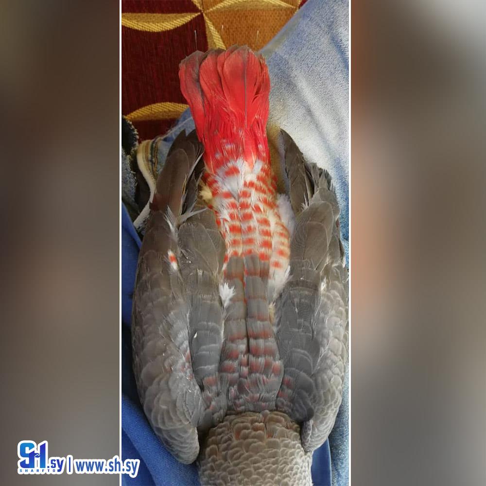 ببغاء رمادي (ركن الطيور)