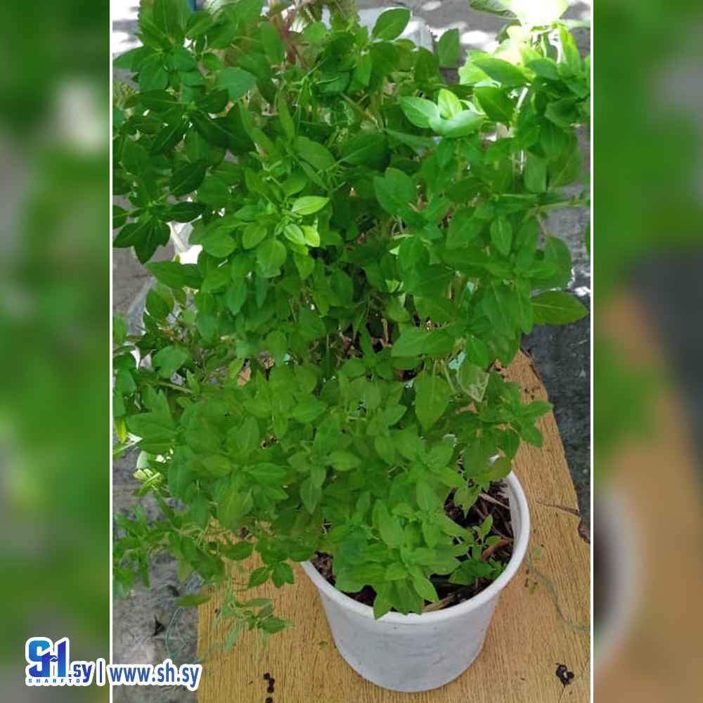 حبق (sama plantes)