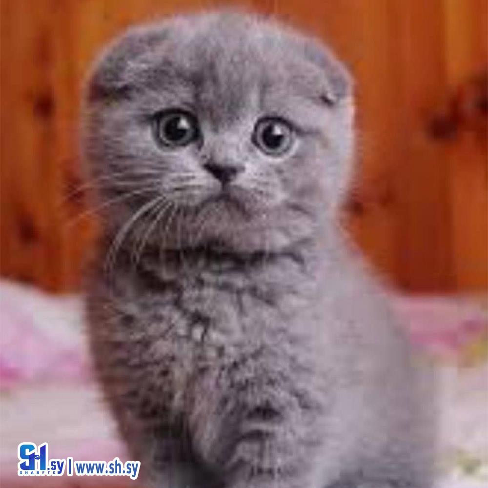 قط Scottish Fold(لؤلؤة)
