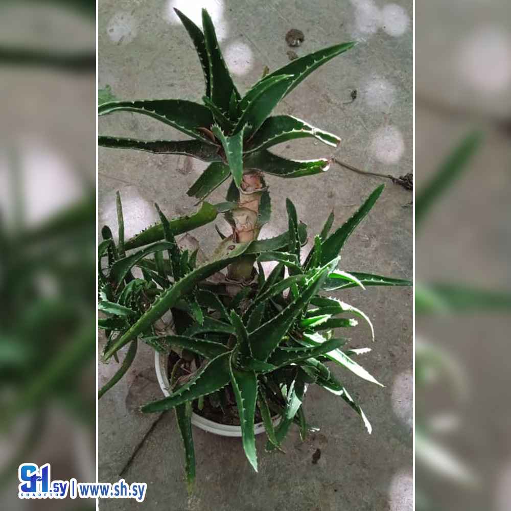 أوليفيرا (sama plantes)