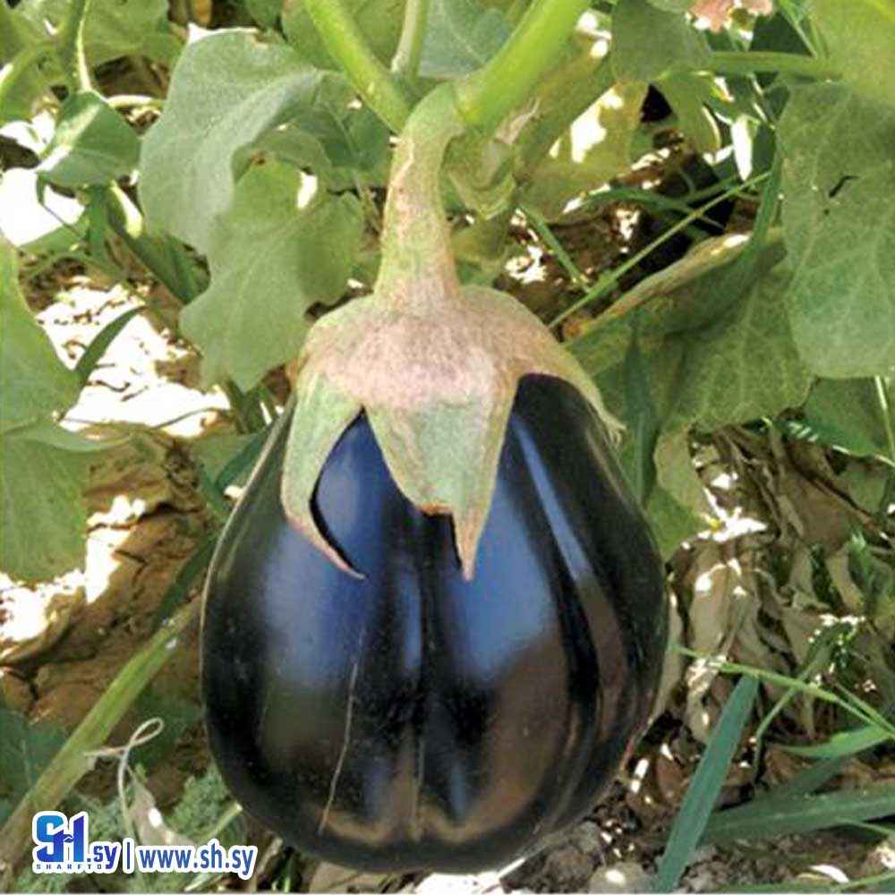 باذنجان عجمي هجين (غراس النشاوي الزراعية)