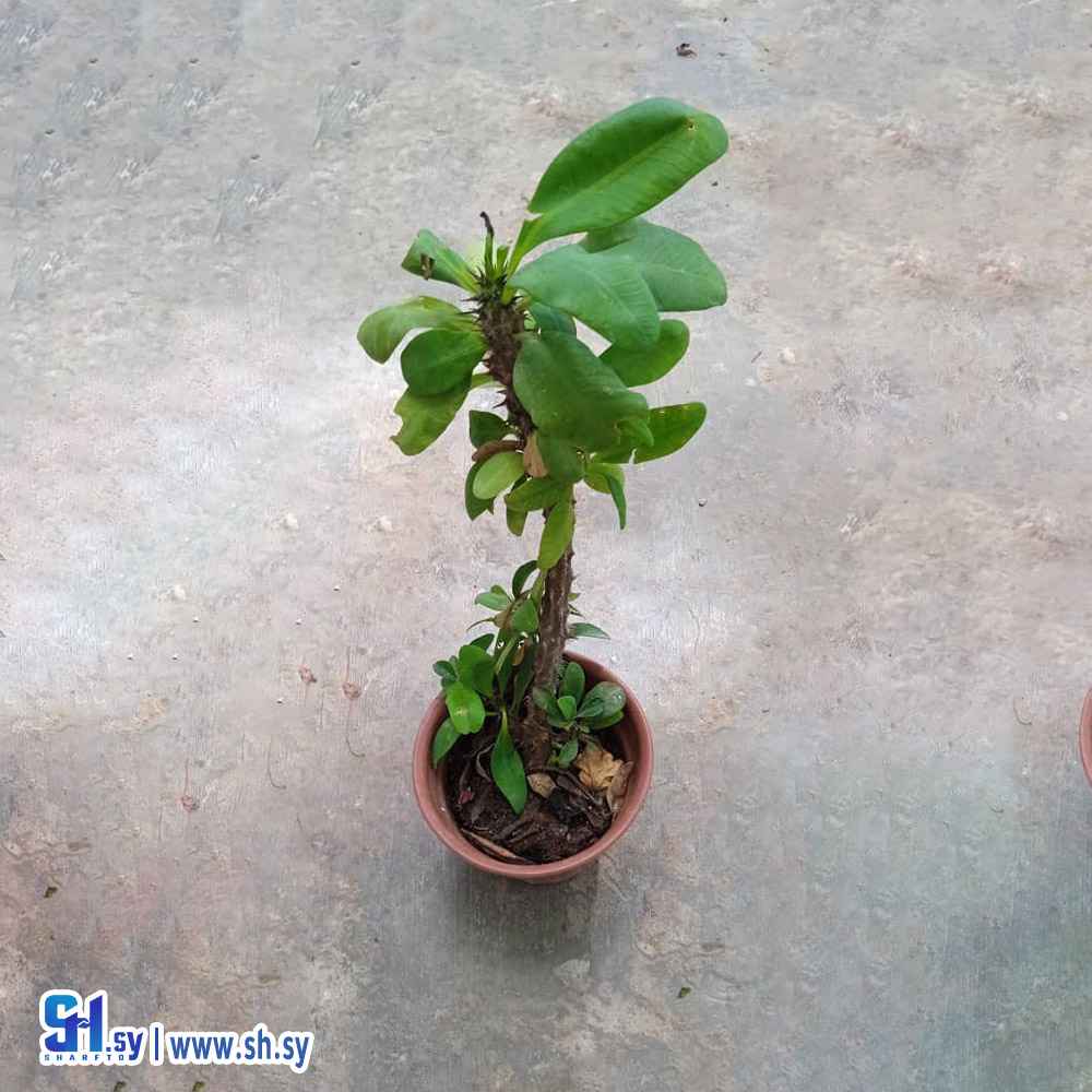 شوكة المسيح (sama plantes)