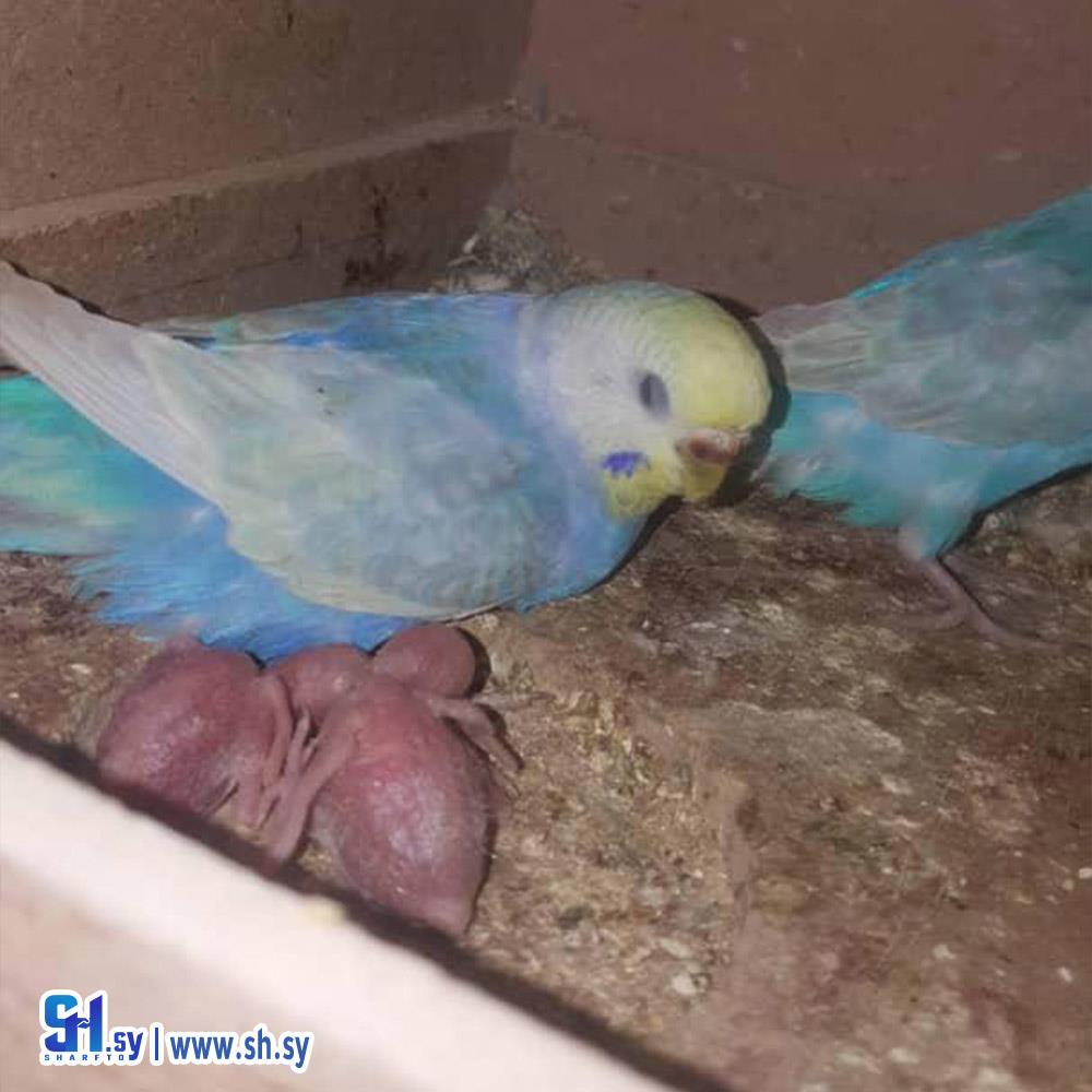 Budgerigars parakeet ببغاء (ركن الطيور)