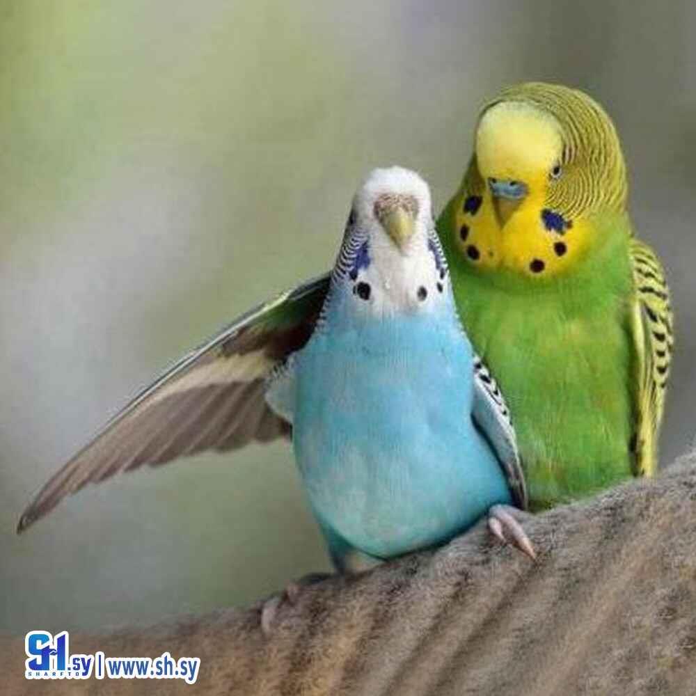 عاشق ومعشوق(الموصللي)