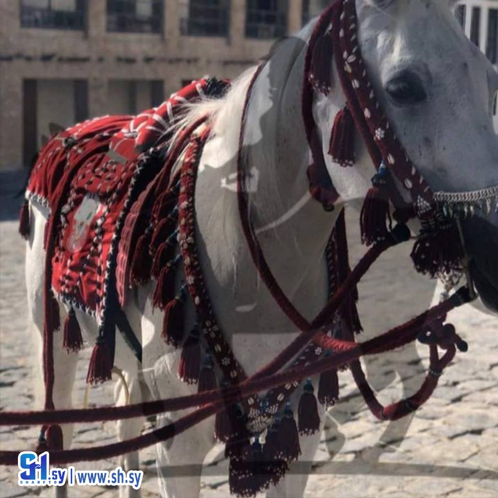 رسن الخيل 5 (السيروان)