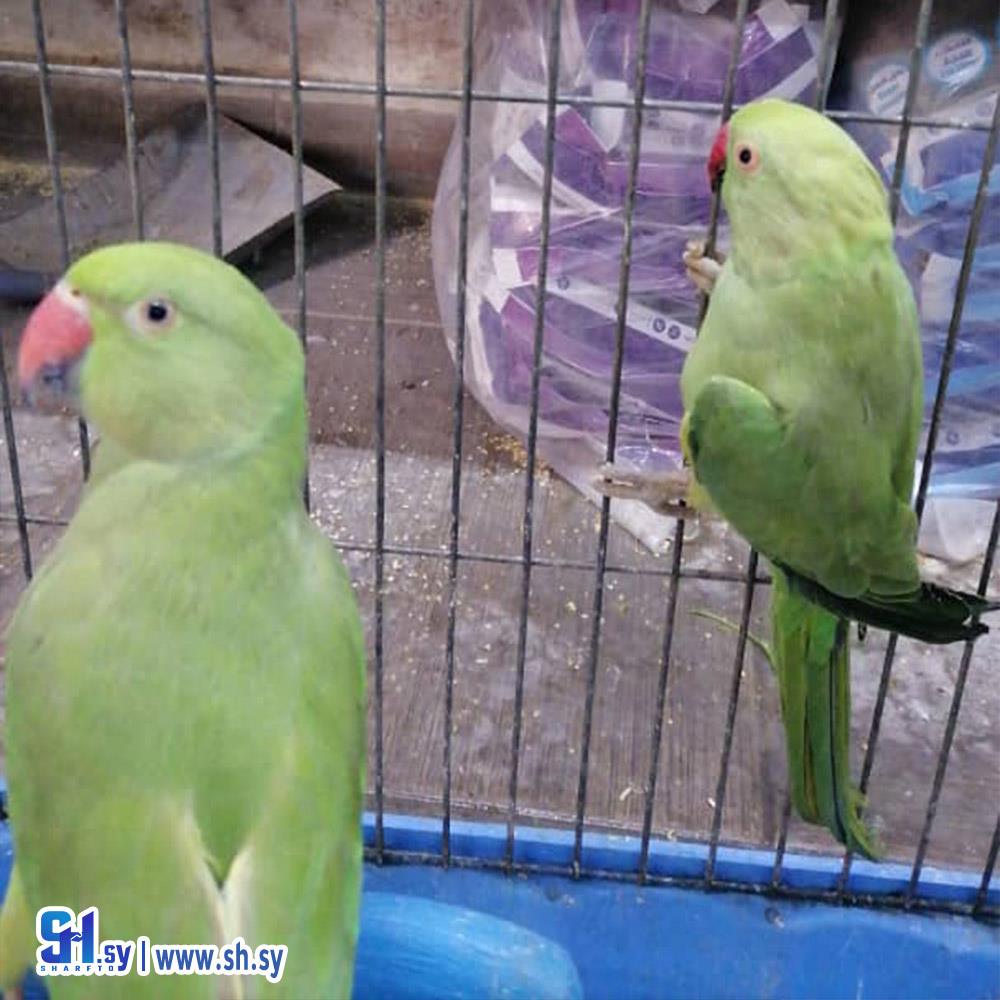 Plain parakeets ببغاء (ركن الطيور)