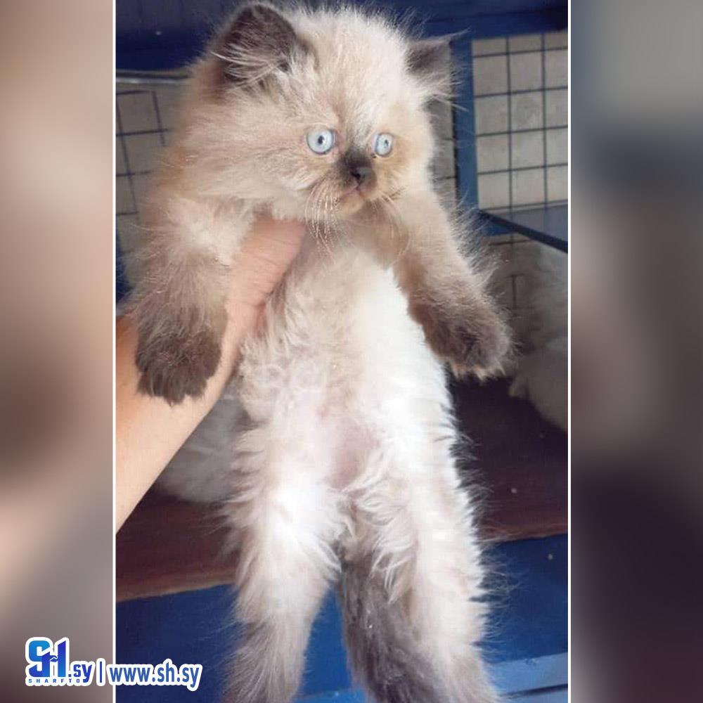 قطة الهملايا 2 (لؤلؤة)