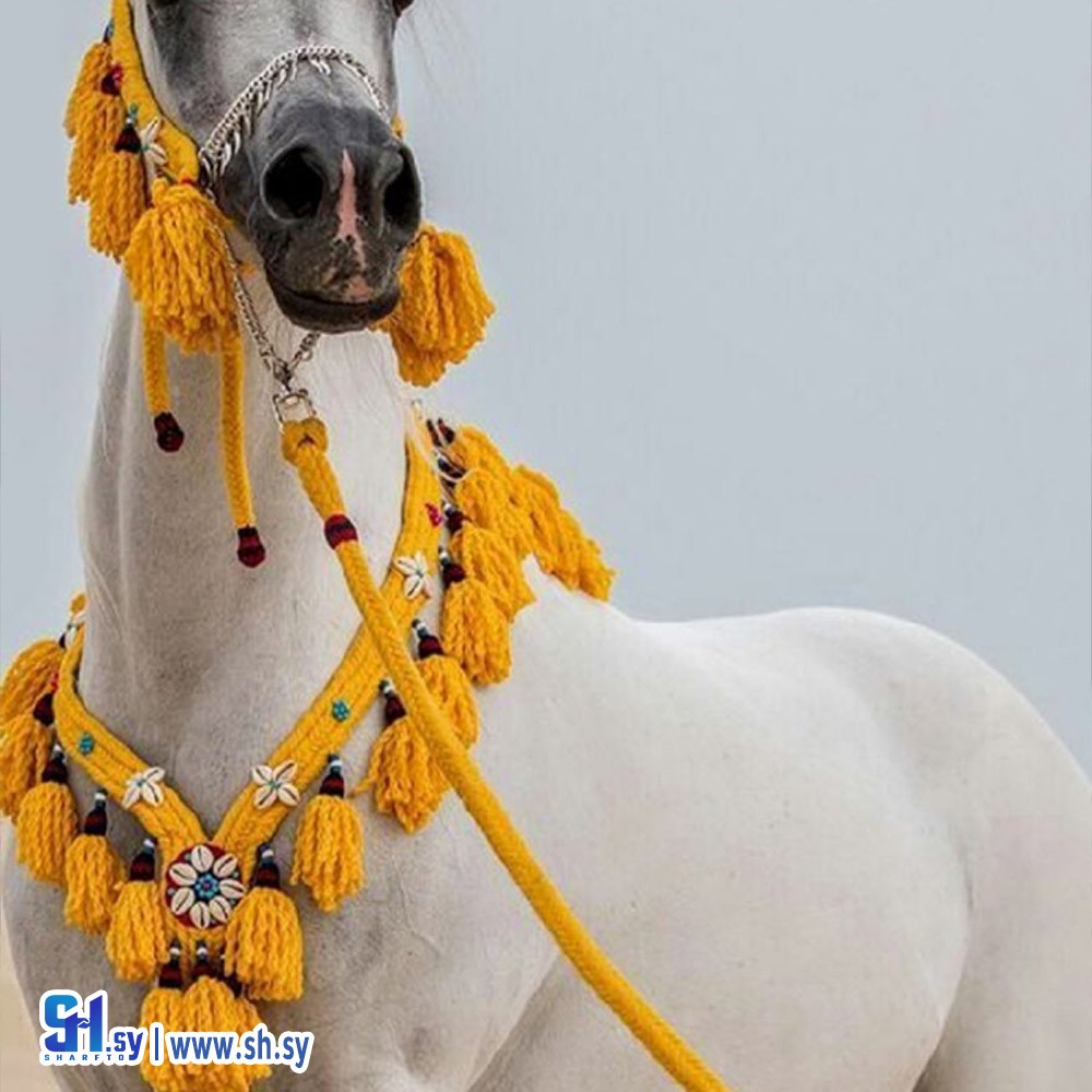 رسن الخيل 4 (السيروان)