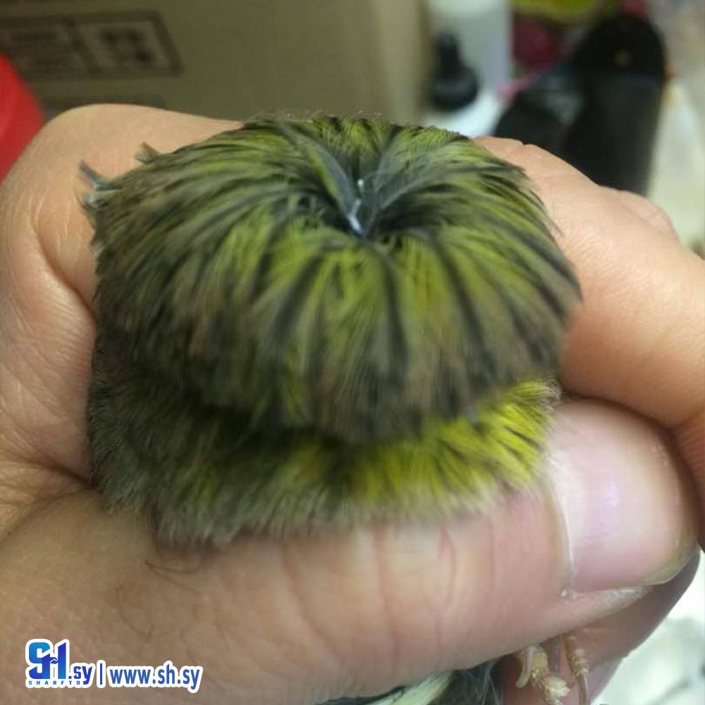 عصفور كناري جلوستر (ركن الطيور)