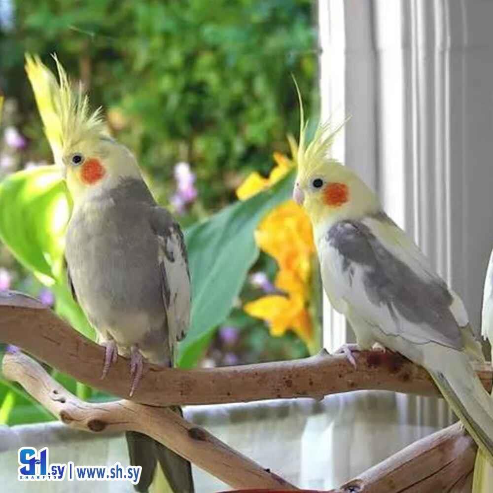 طائر الكروان(الموصللي)