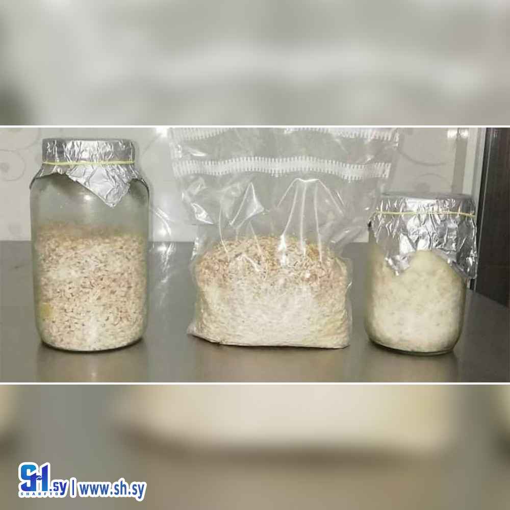 أبواغ فطر محاري وأبيض (كنانو)