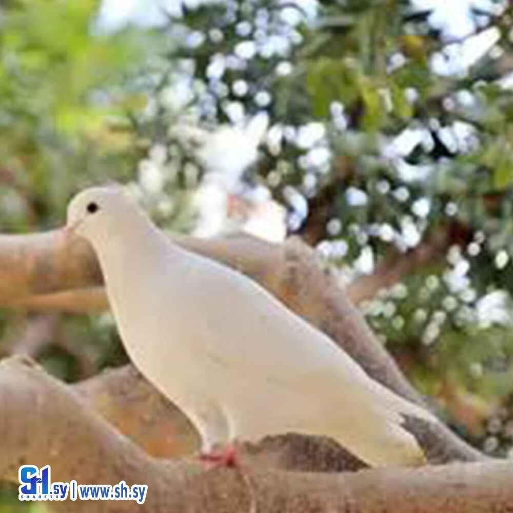 حمام (الموصللي)