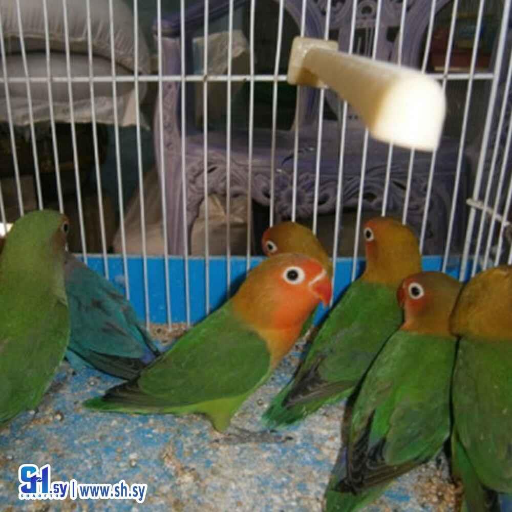 طير الراماج(الموصللي)