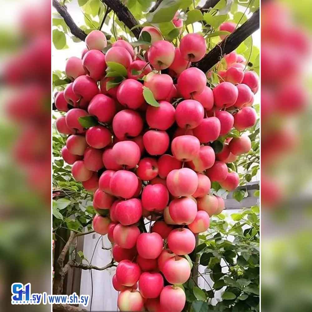 تفاح (نادر صالح)