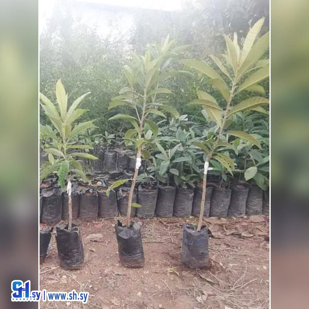 أكدنيا إجاصية الطعم (مشتل الياسمين)