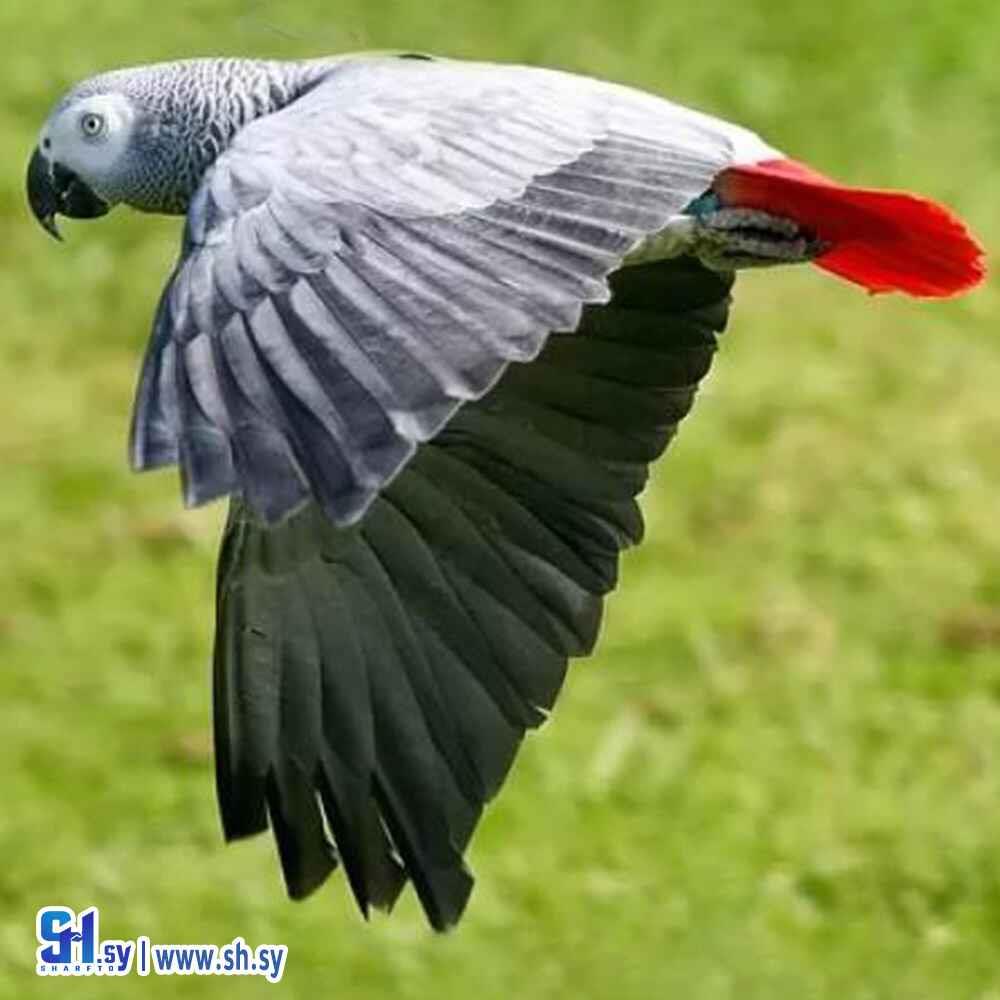 طير الببغاء(الموصللي)