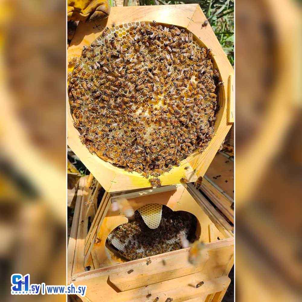 مراة اقراص خشبية  ( عجاج للأخشاب )