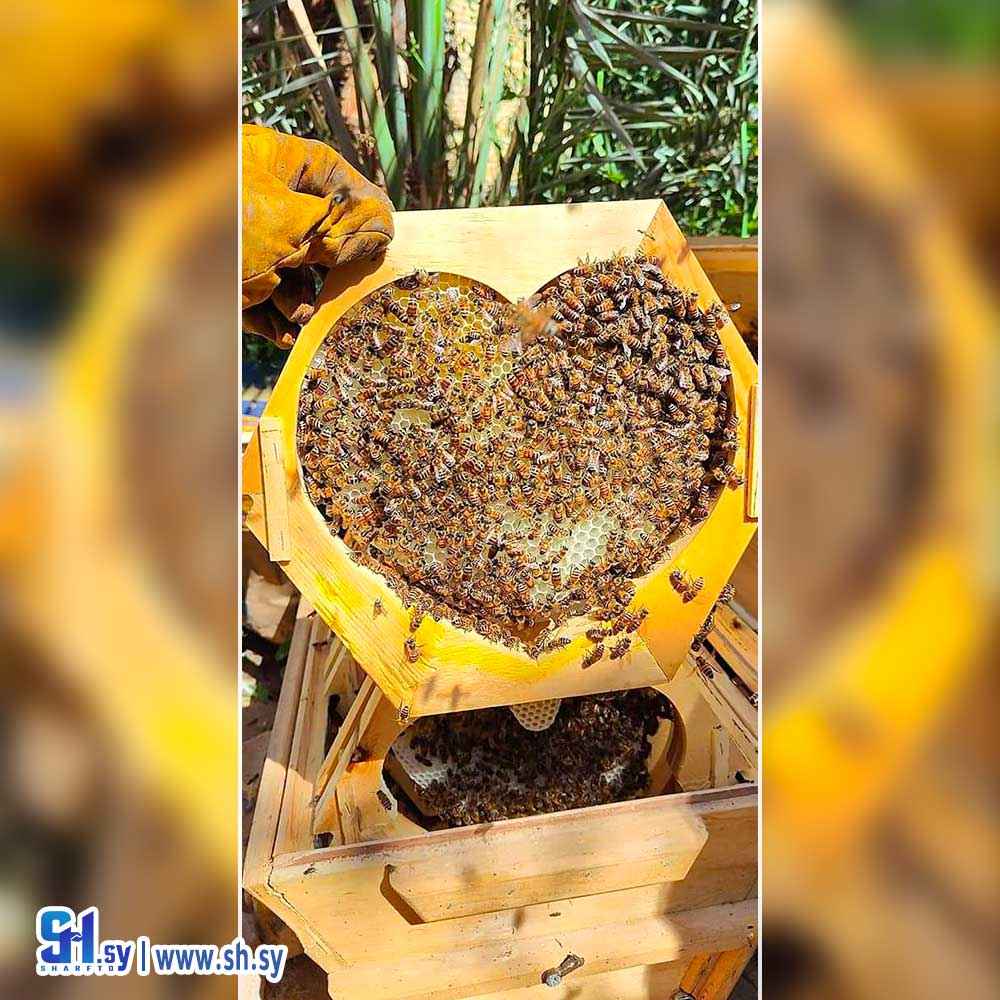 مراة قرص النحل خشبية ( عجاج للأخشاب )